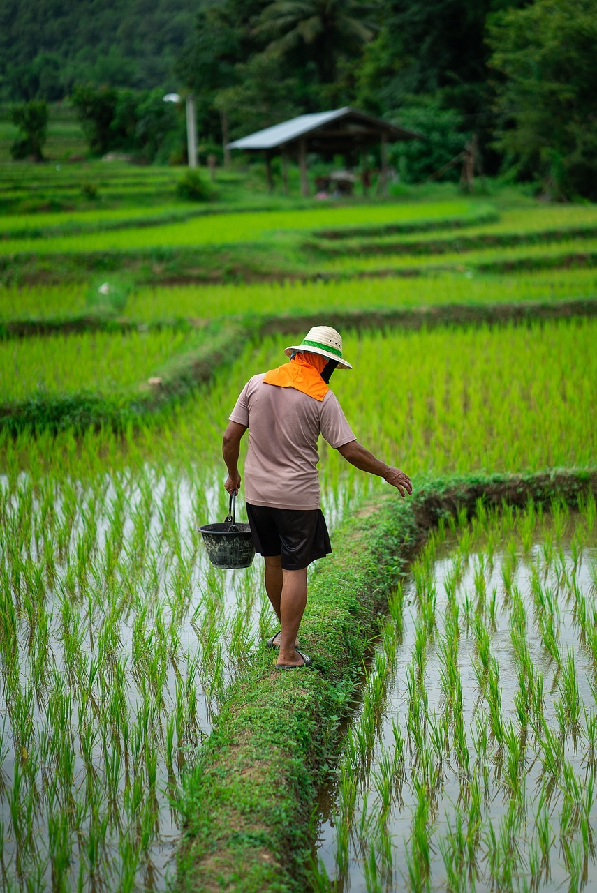 man, rice, paddy-5524518.jpg
