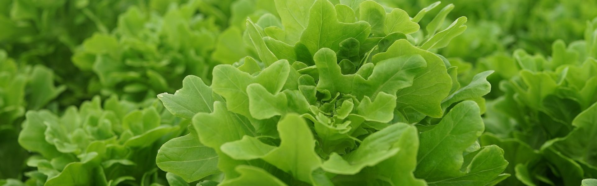 vegetable cultivation, lettuce looseleaf, farming-4245568.jpg